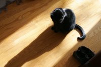 il_fullxfull.379302100_j9zo