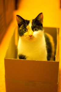 102 Amelia Faulkner Author Image