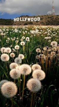 Hollywood Dandelions